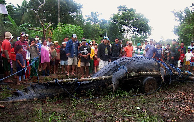 Филиппинские охотники поймали гигантского крокодила. © Reuters / Stringer Philippines