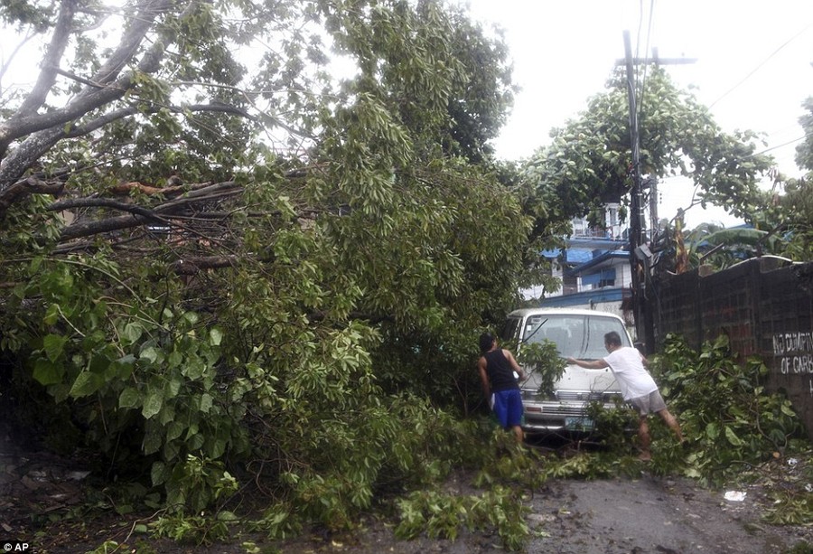 Blocked: Residents clear the road in the island province of Cebu after a tree was toppled by strong winds during typhoon Haiyan 