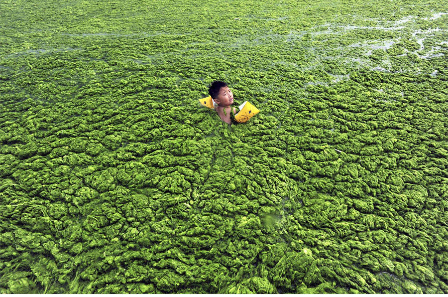 Китайский мальчик плывет по заросшему водорослями Желтому морю в Циндао. © China Daily/Reuters