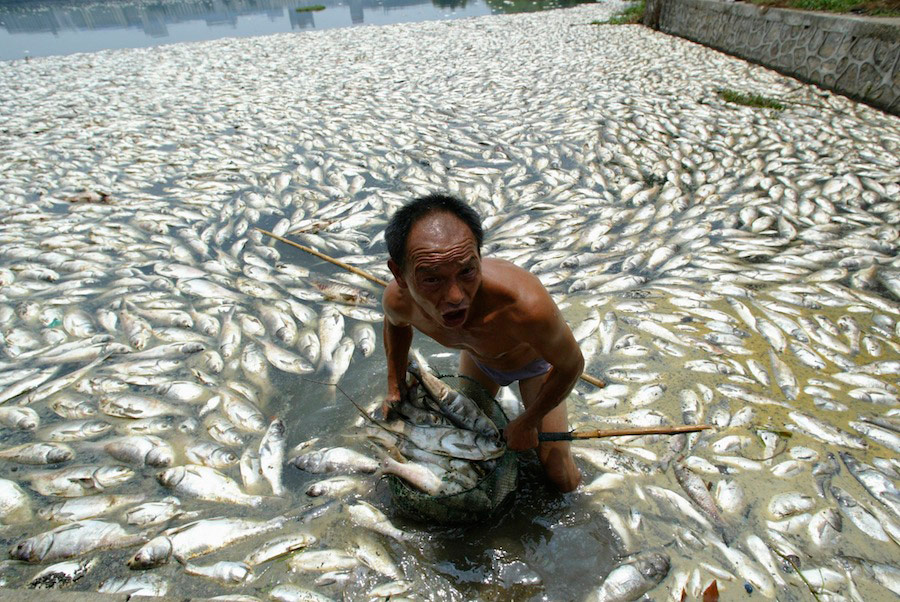 Мужчина достает мертвую рыбу из городского озера в Ухане, в центральной китайской провинции Хубэй. © China Daily/Reuters