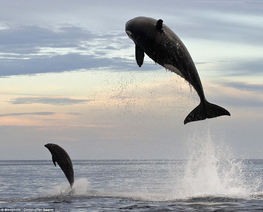 Dramatic: This killer whale was pictured attacking a bottlenose dolphin off the Mexican coast