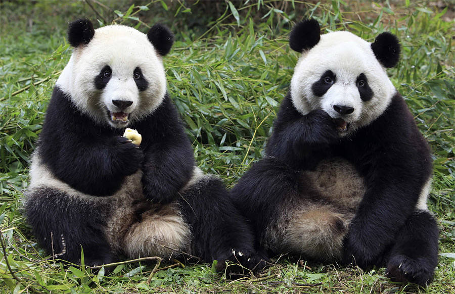 На научно-исследовательской базе по размножению панд в Чэнду. © China Daily/Reuters