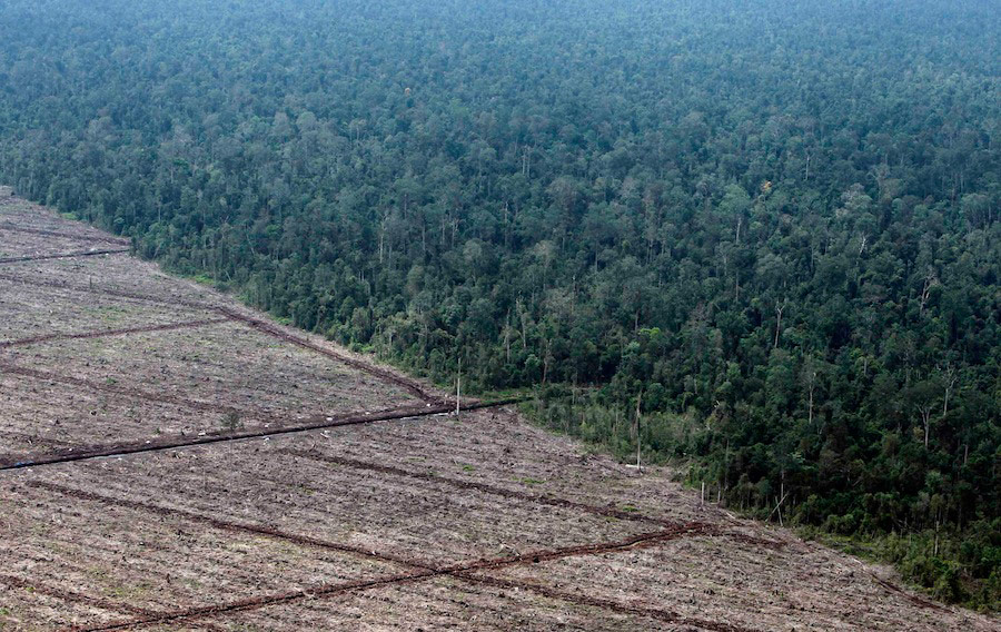 Массовая вырубка леса на индонезийском острове Суматра. © Beawiharta/Reuters
