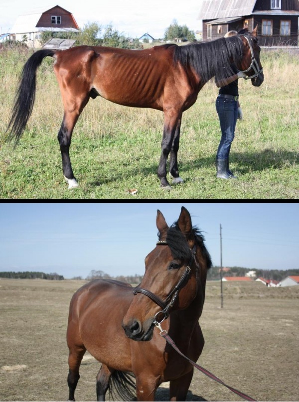 На первом фото - как выглядел конь, когда волонтеры АНО "Спаси коня!" приехали за ним. На втором снимке - сегодняшнее состояние жеребца.