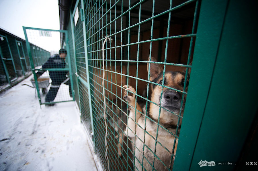 Кожуховский приют для животных. © Антон Белицкий/Ridus.ru