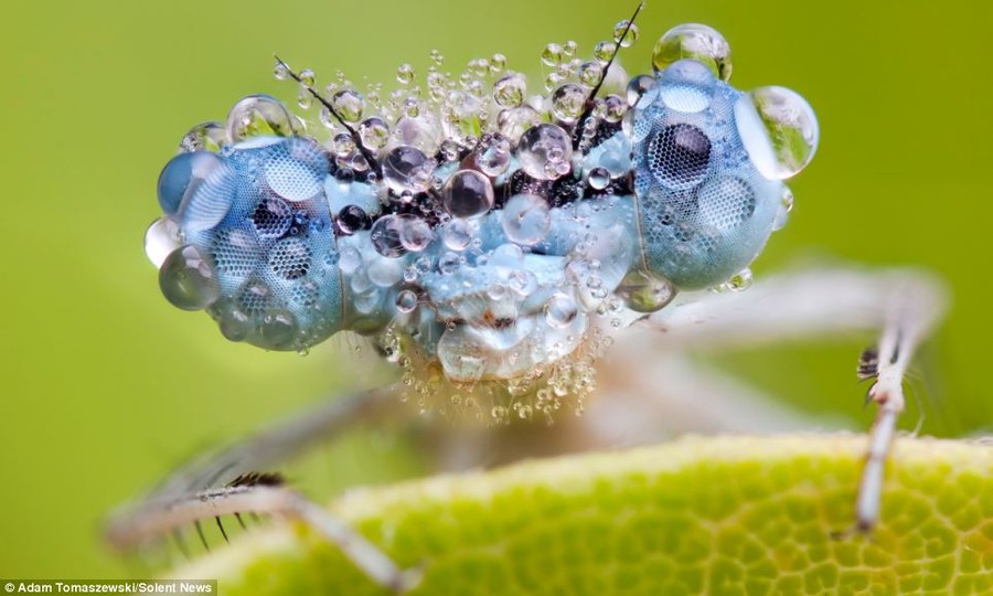 Complex: This blue-eyed damselfly 