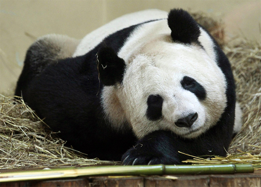 Панда Тян-Тян в зоопарке Эдинбурга. © David Moir/Reuters