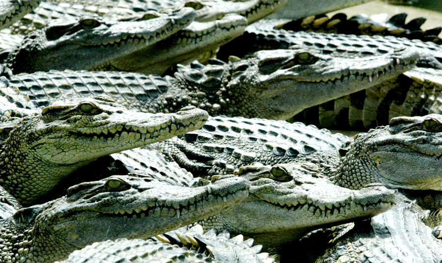 Крокодилы на ферме в Таиланде. © Reuters