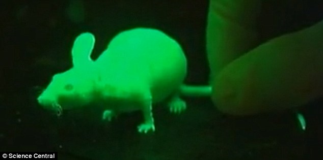 Start small: Researchers first created glow in the dark mice and plan to repeat the experiment with farmyard animals