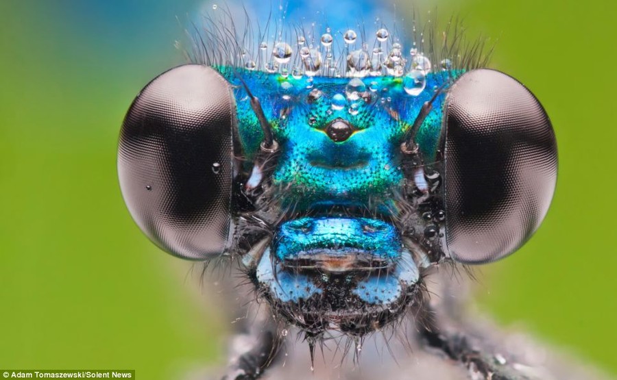 Crystal clear: Dew drops show up the tiny hairs all over the insect's eyes, as photographed by Adam Tomaszewski, in Poland