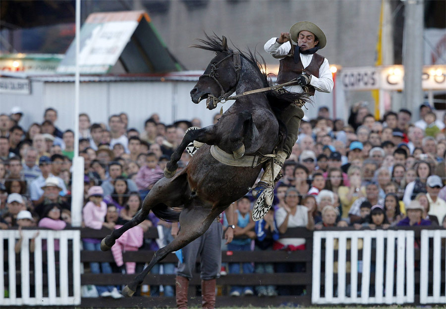 Гаучо укрощает коня на празднике Criolla в Монтевидео, Уругвай. © Andres Stapff/Reuters