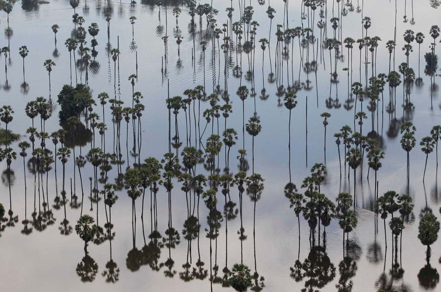 Вид с воздуха на вершины деревьев и их отражения в воде в затопленной провинции Патхум-Тхани в предместьях Бангкока. © Chaiwat Subprasom/Reuters