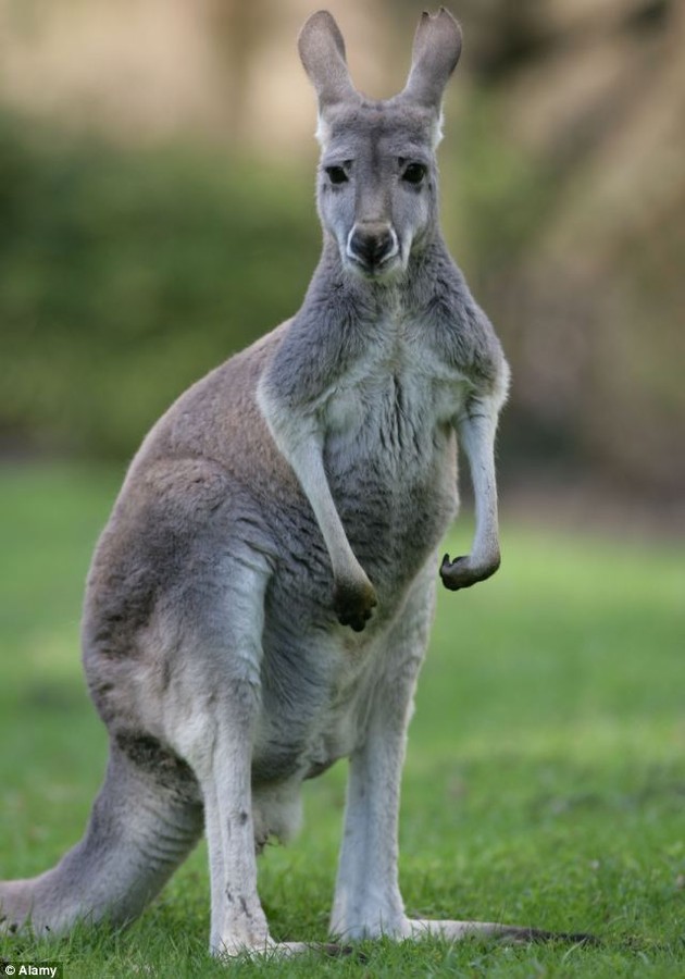 Natives: There are thought to be around 58 million kangaroos living in Australia
