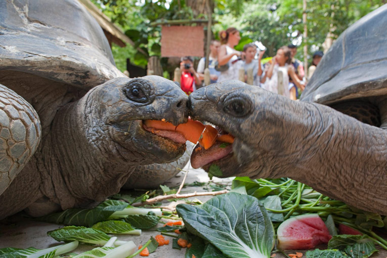 Две гигантских черепахи подрались из-за морковки. Сингапур. © Reuders.ru / DAVID LOH