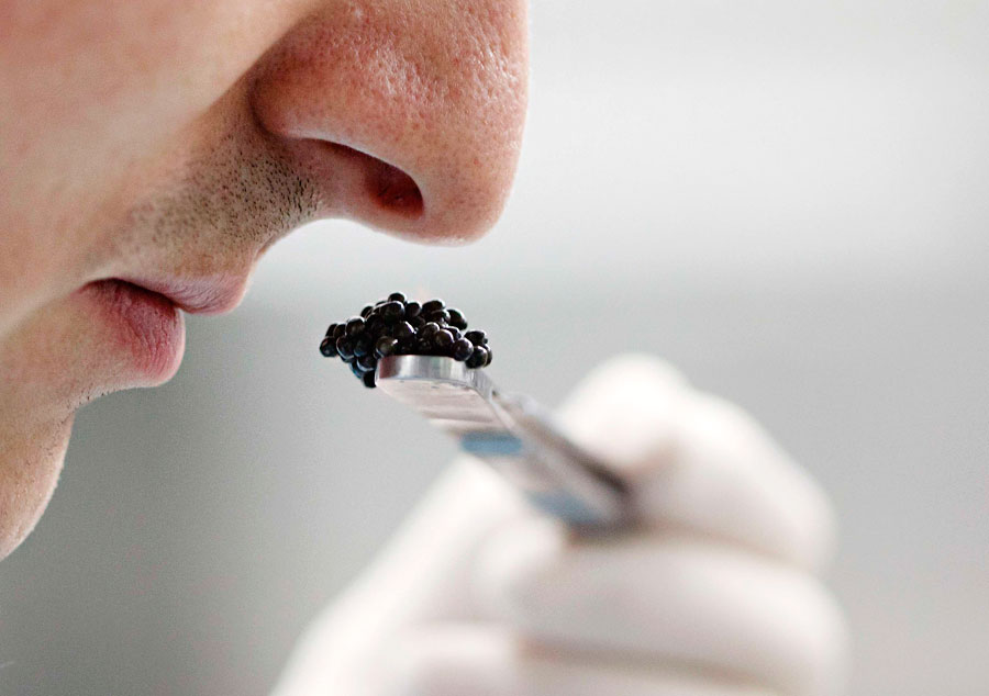 Специалист определяет качество икры на запах в лаборатории в швейцарской лаборатории в Бернских Альпах. © Michael Buholzer/Reuters