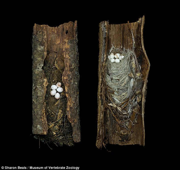 Two Brown Creeper Nests (Certhia americana zelotes): Left: Collected from Spanaway, Pierce County, Washington, 1926 Right: Collected from Echo Summit, Mono County, California, 1942 The Museum of Vertebrate Zoology