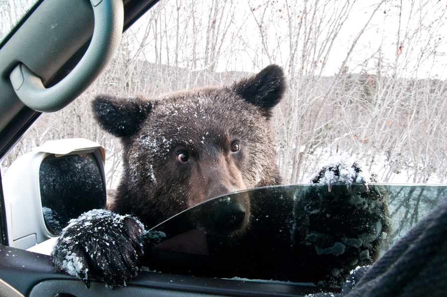 Бурый медведь попрошайничает на сахалинской автотрассе, заглядывая в автомобиль. © Дмитрий Третьяков/РИА Новости
