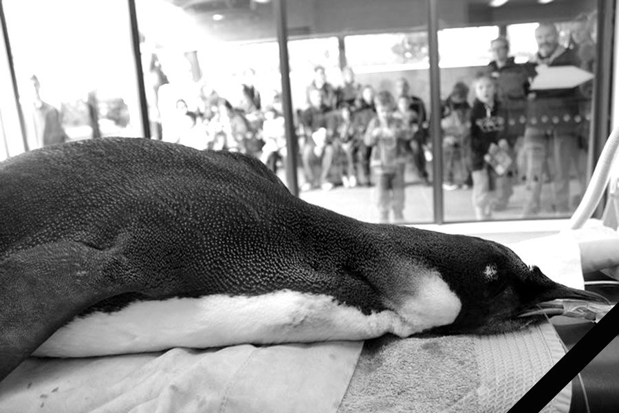 Императорский пингвин по кличке Хэппи Фит. © Reuters / Ho New