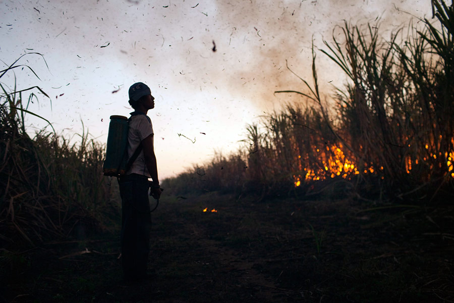Рабочий наблюдает за контролируемым сжиганием плантации сахарного тростника в Гватемале. © Rodrigo Abd/AP Photo