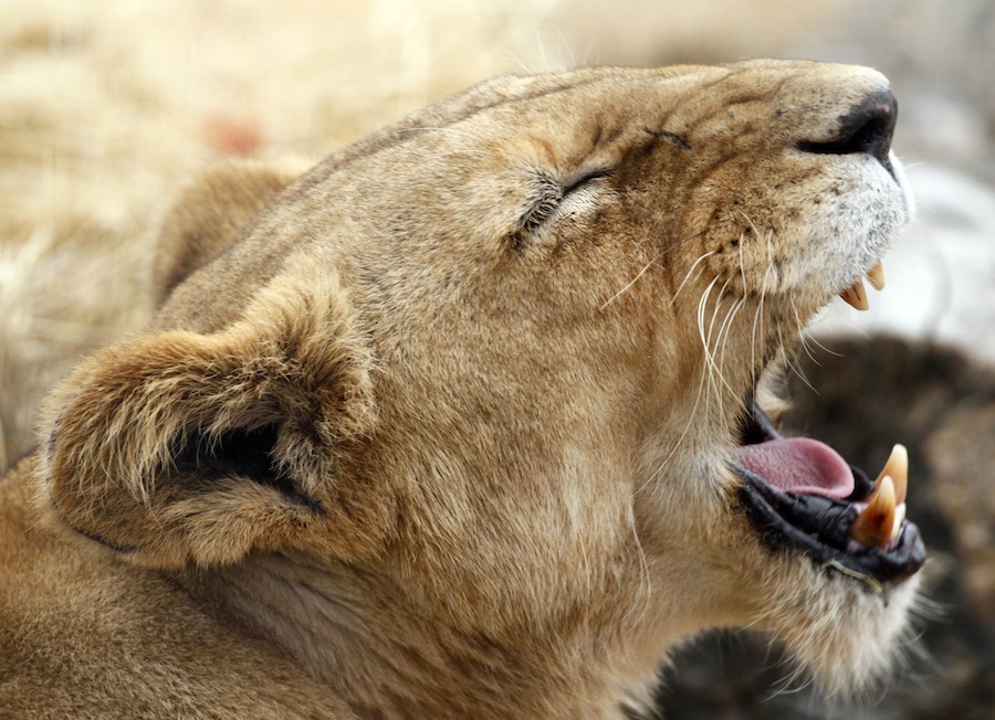 Африканская львица. © Rick Wilking/Reuters