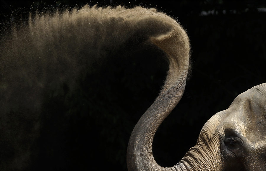 Слон играет с песком в вольере зоопарка Карлсруэ. © Alex Domanski/Reuters
