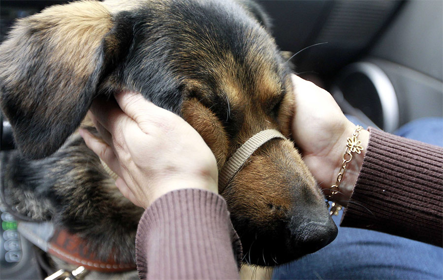 Поэтому она с собакой Куббе поехала в такси. © Mariana Bazo/Reuters