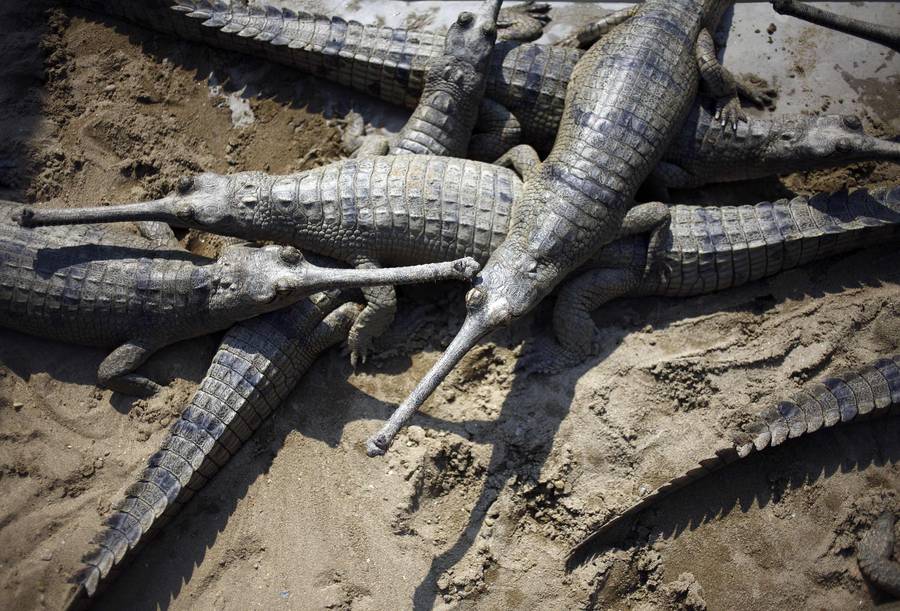 Разведение крокодилов в Chitwan National Park в южном Непале. © Navesh Chitrakar/Reuters