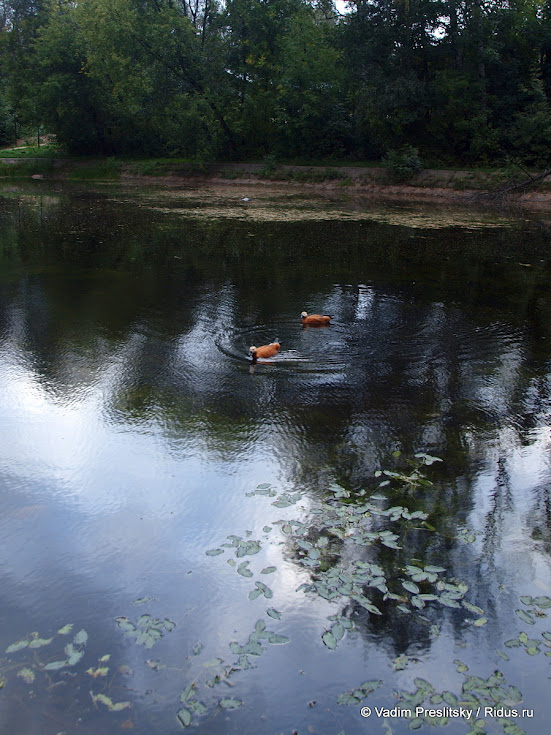 Утка на пруду в Парке Сокольники. Москва. © Vadim Preslitsky