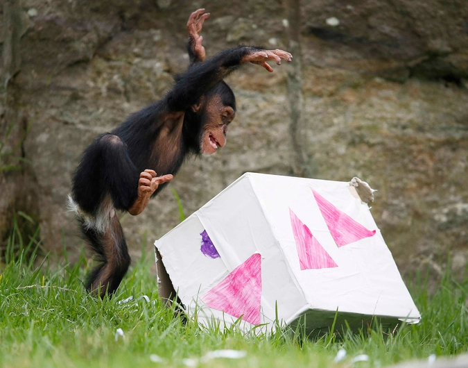 13-месячный шимпанзе по имени Fumo получил в качестве рождественского подарка огромную коробку с угощеньем. 