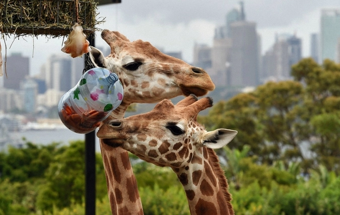 Жирафы тоже получили праздничное угощенье, которое для них подвесили в красочных емкостях. 