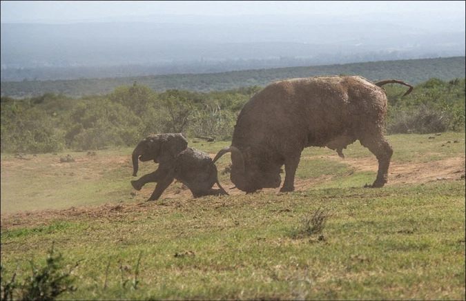 Но, так как слоник был тяжёлым, он приземлился раньше времени. буйвол решил бедному слонику помочь продолжить полёт... 