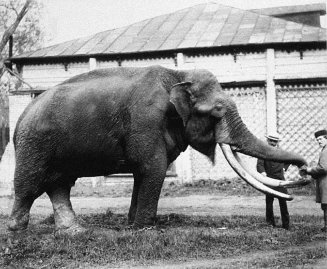Слон, подаренный императором Александром II, 1870 год. Фото: архив Московского зоопарка