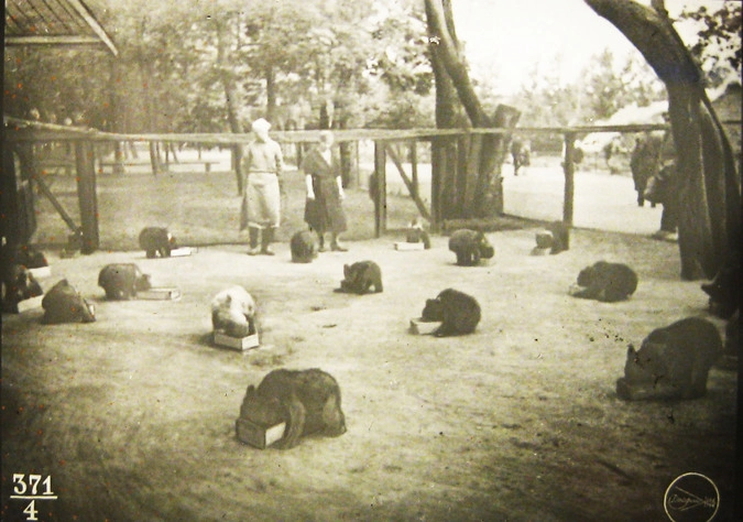 Обед на площадке молодняка. Диапозитив из серии «Мохнатый детский сад», 1937 год. Фото: архив Веры Чаплиной