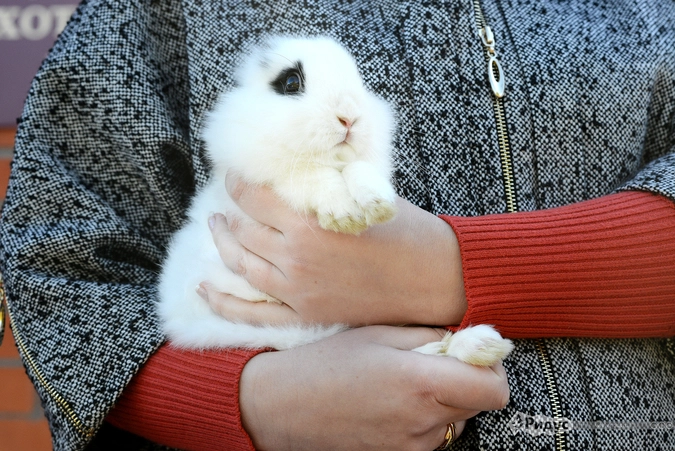 Еще один член семьи - любимый кролик Стёпа