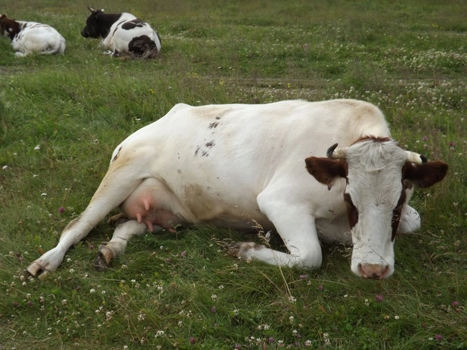 Соловецкие коровы