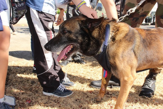 Собака-пограничник, получила медаль за задержку особо опасного преступника, пытающегося проникнуть на остров Реюньон