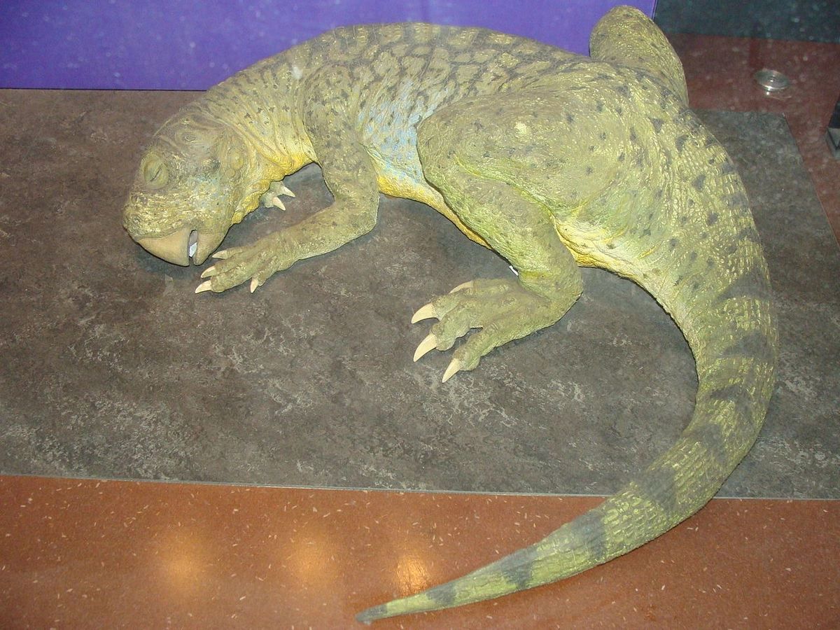 Пситтакозавр, Лондонский музей естественной истории Пситтакозавр, Лондонский музей естественной истории