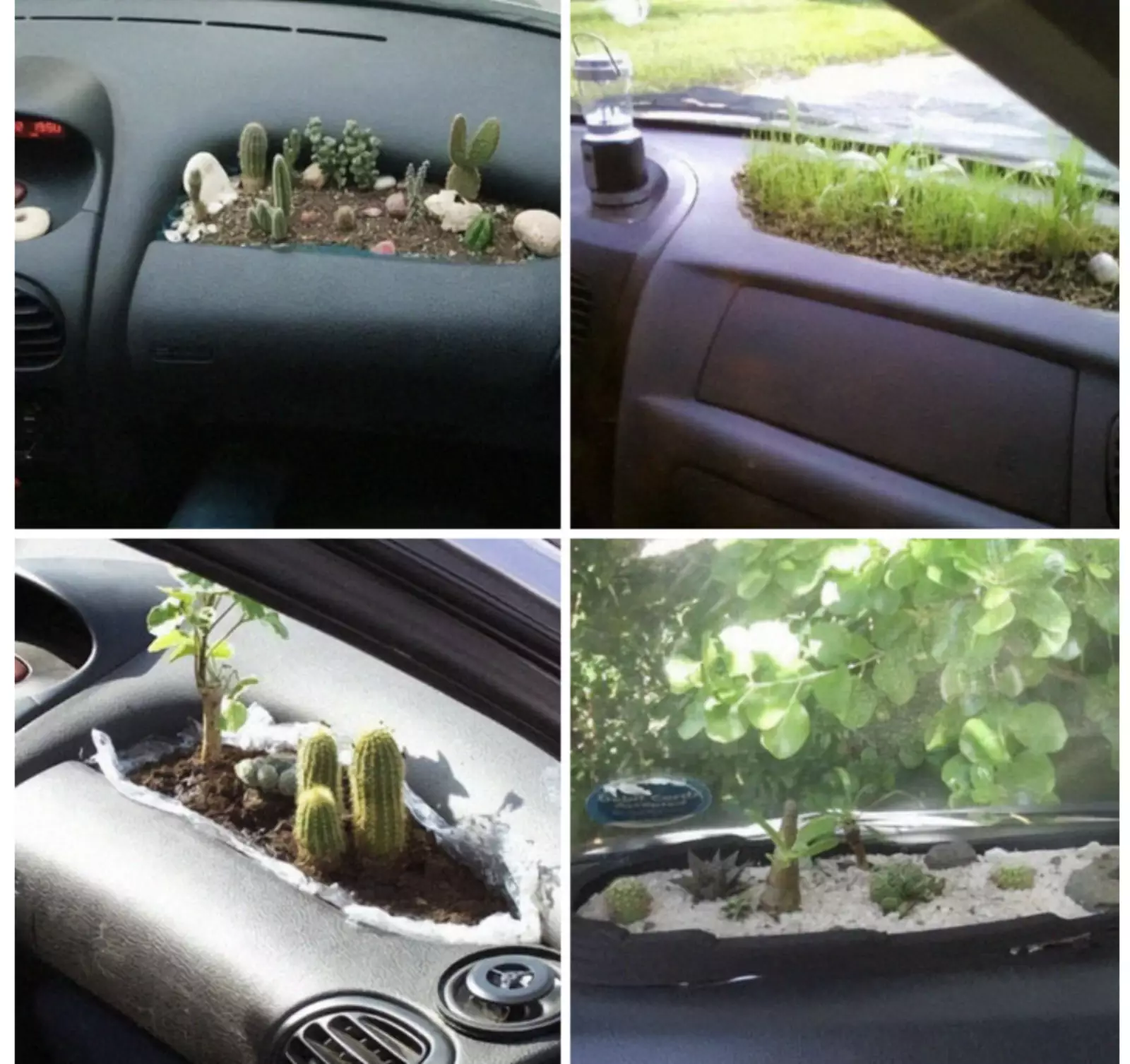 Садоводы, которые зашли слишком далеко. Садоводы, которые зашли слишком далеко.