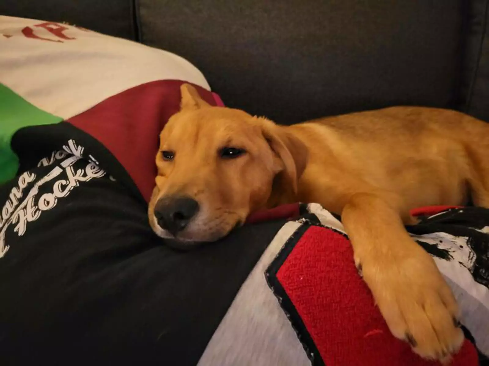 «Сегодня я забрала этого милого мальчика с улицы». «Сегодня я забрала этого милого мальчика с улицы».