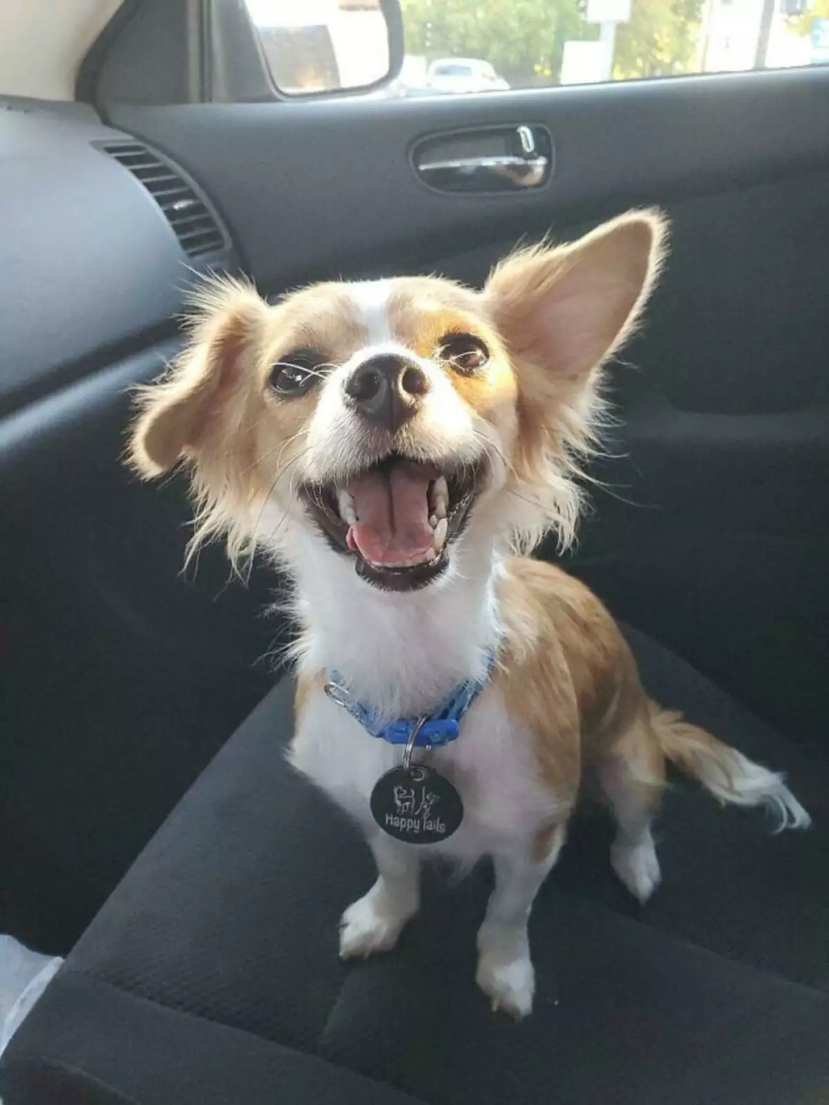 «Мордашка моей новой собаки, когда она узнала, что едет домой». «Мордашка моей новой собаки, когда она узнала, что едет домой».