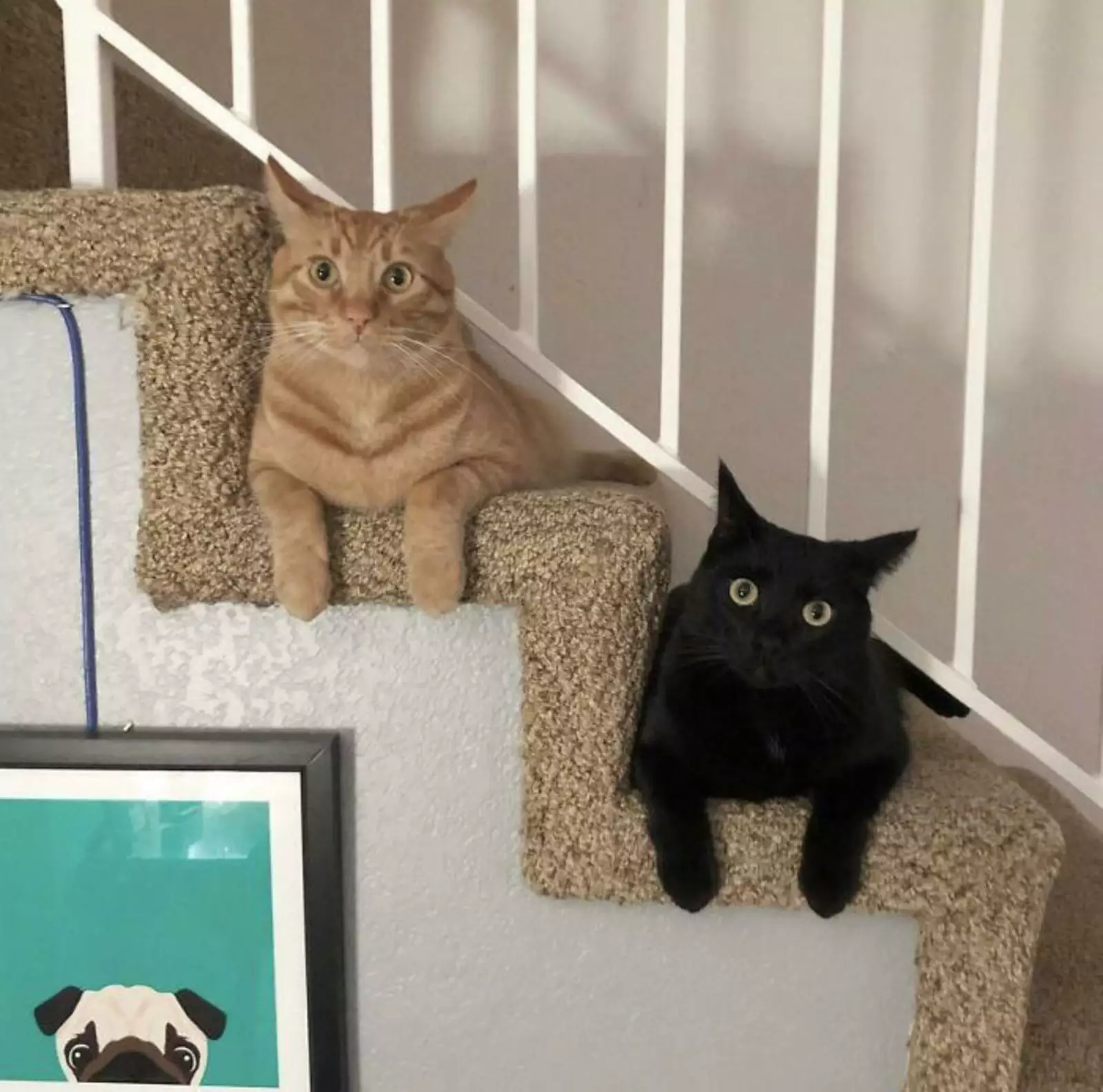 «Мы забрали из приюта двух братьев». «Мы забрали из приюта двух братьев».