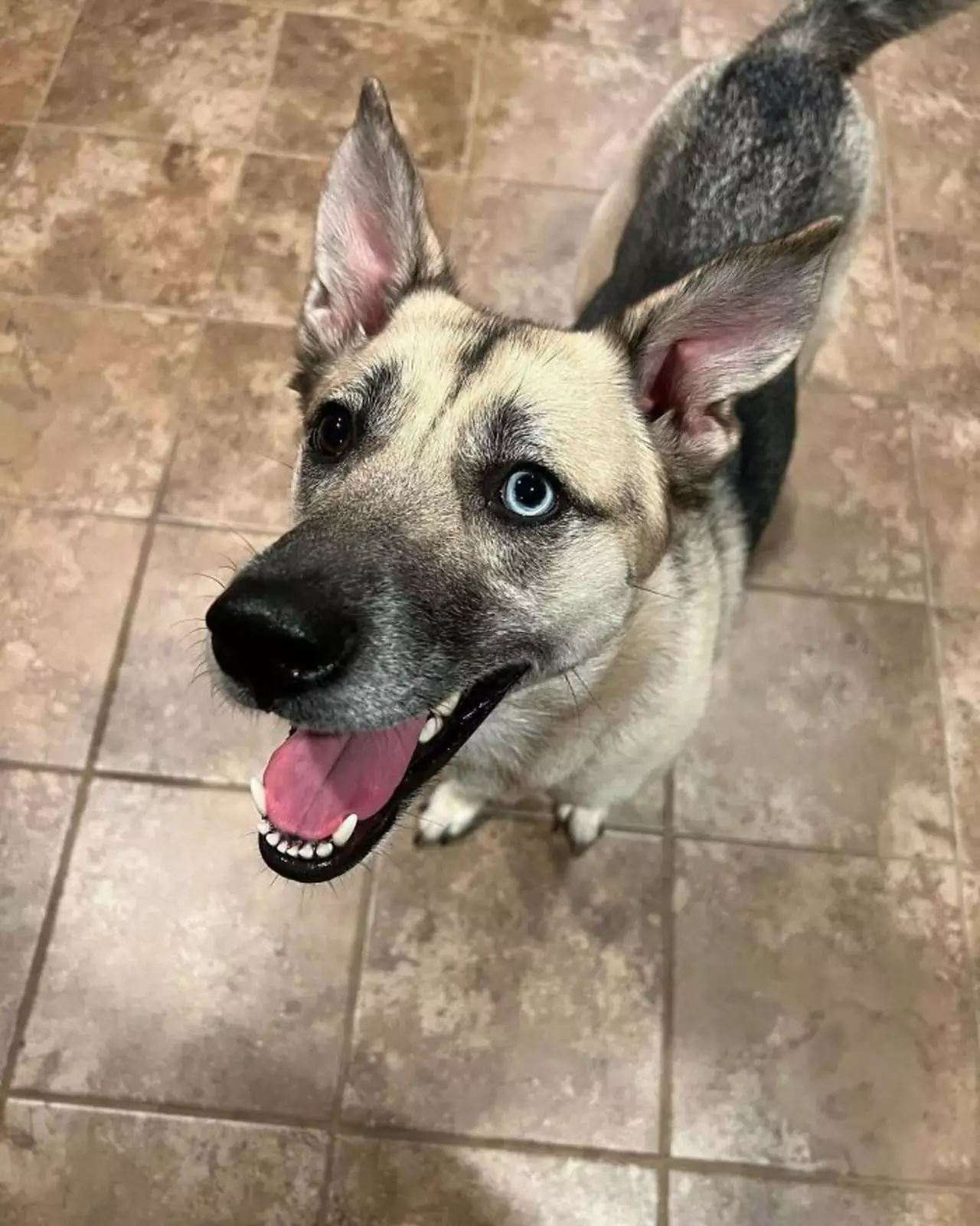 «Мои родители недавно взяли эту милую леди. Я рад, что мы вместе проведем праздники». «Мои родители недавно взяли эту милую леди. Я рад, что мы вместе проведем праздники».