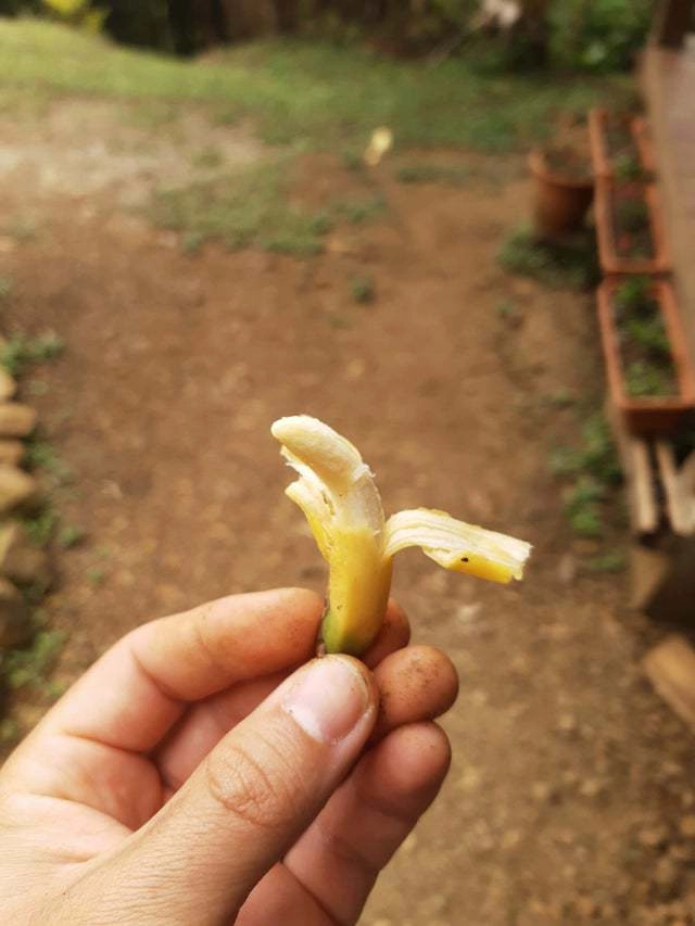 “Самый крошечный банан, который я когда-либо видел” 