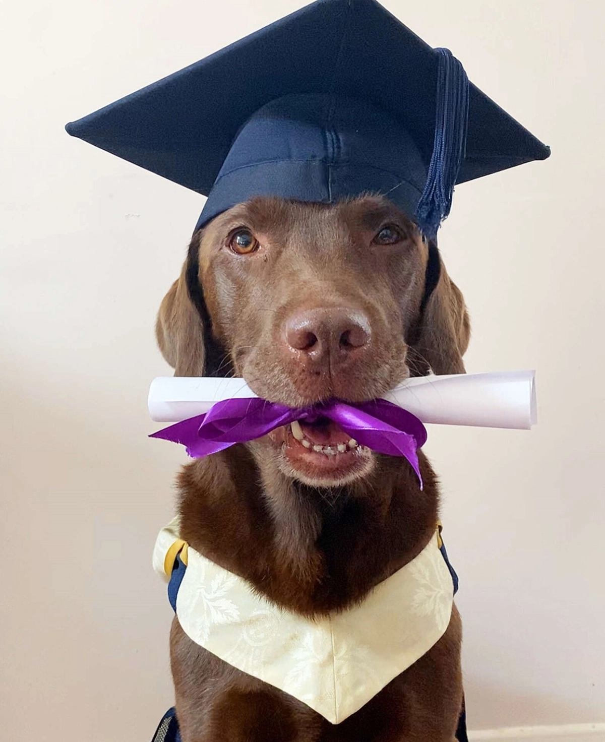 Семья решила сделать Олли выпускником по всем правилам: его нарядили, ему дали собственный диплом и сделали фото на память