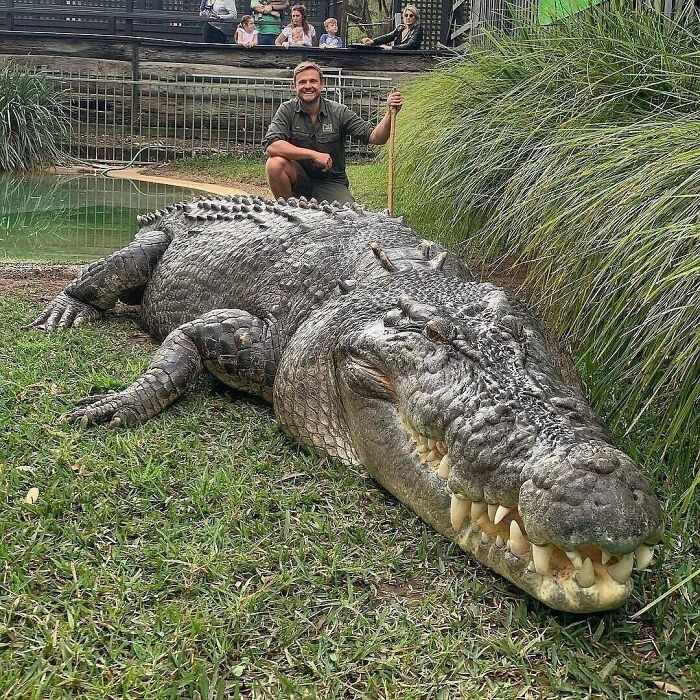 Гребнистый крокодил является одним из крупнейших в мире. Впрочем, мы видим