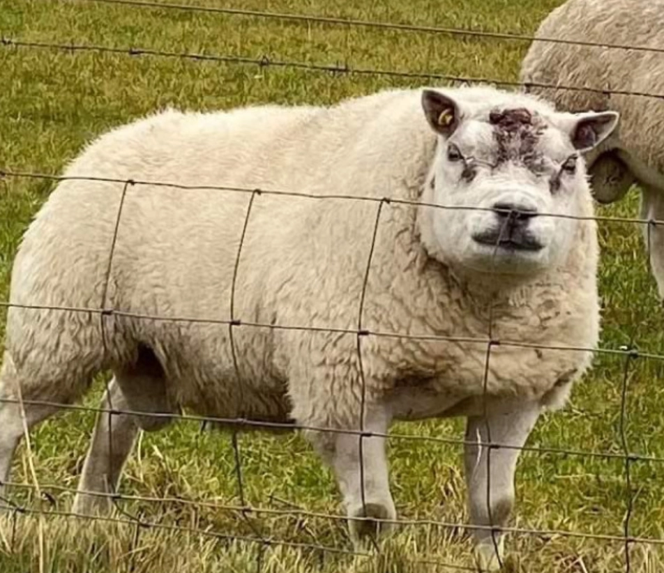 Эта овечка явно какой-то бойцовской породы 