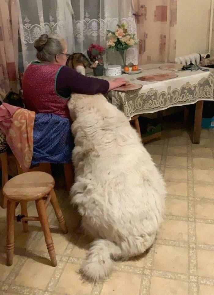 “Наш пес рядом с бабулей. И нет, это точно не медведь” 