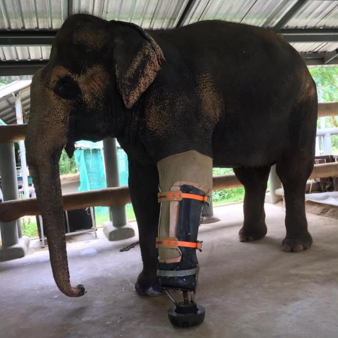 Слоны носят протезы только днем, ночью сотрудники клиники помогают животным снять накладную конечность, чтобы они могли спокойно лечь спать
