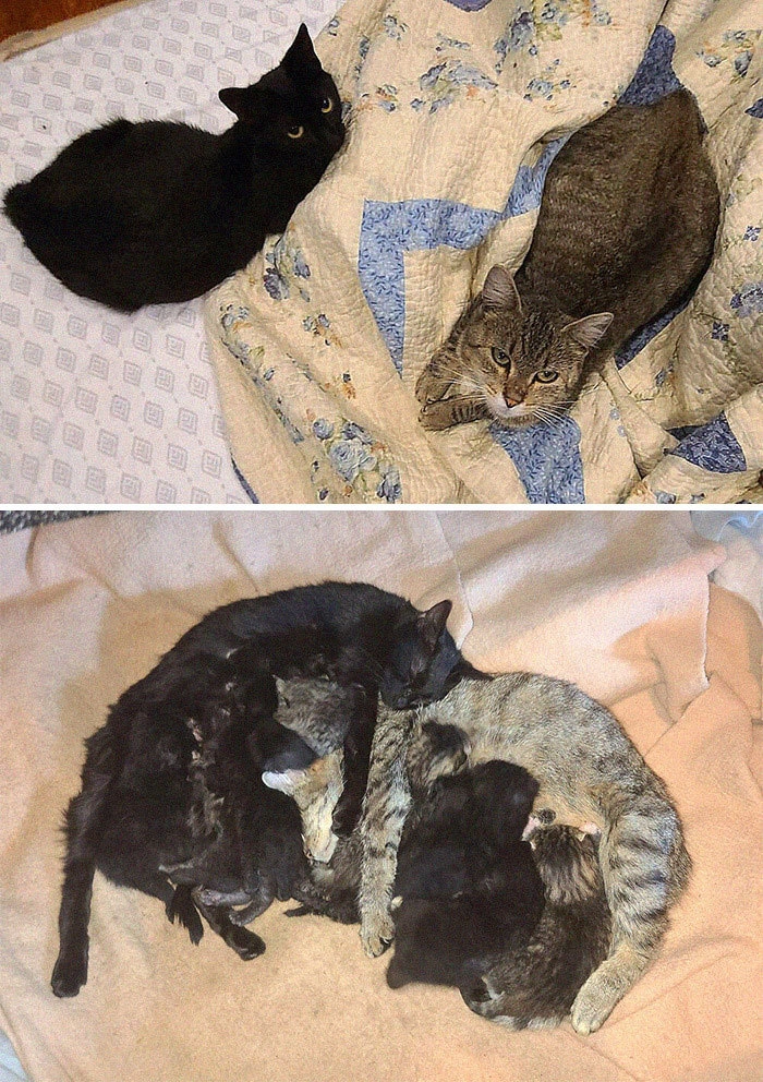 Многодетные пушистые мамы со своими котятами.