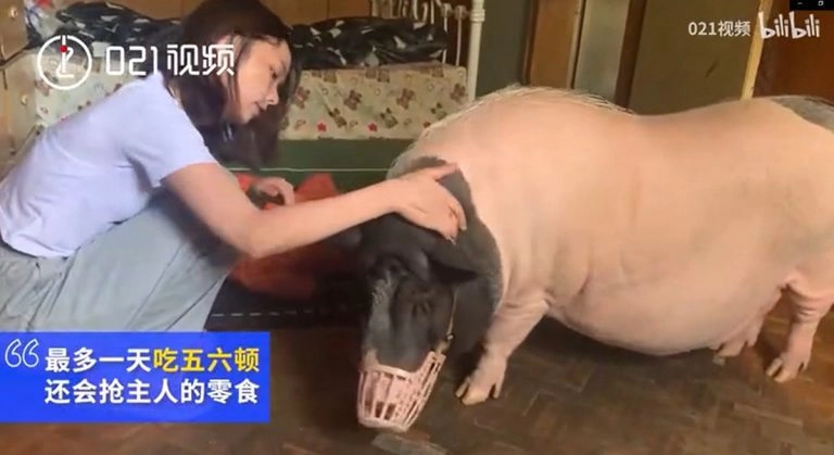 Питомец принадлежит к породе Бама Сянчжу — свиньям, которых в Китае разводят из-за их вкусного и нежного мяса